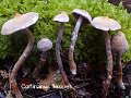 Cortinarius flexipes-amf668-1